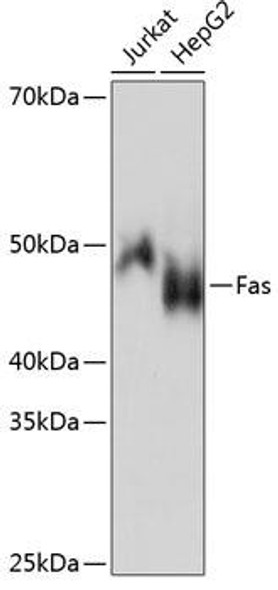 KO Validated Antibodies 2 Anti-Fas Antibody KO Validated CAB19582