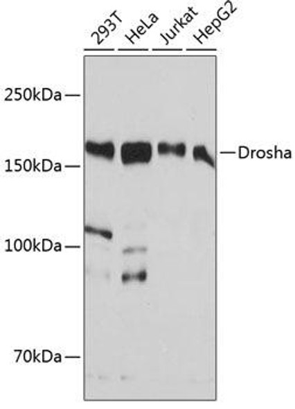 Cell Biology Antibodies 17 Anti-Drosha Antibody CAB19598