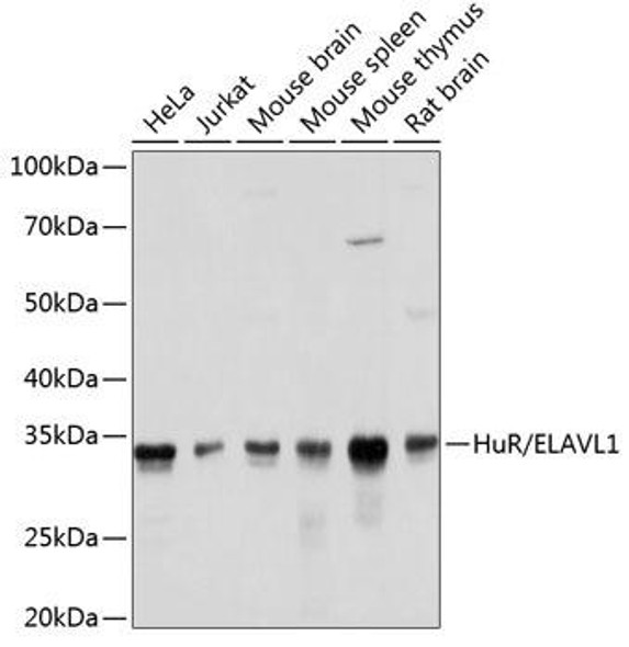 KO Validated Antibodies 2 Anti-HuR / ELAVL1 Antibody KO Validated CAB19622