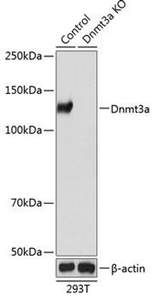 KO Validated Antibodies 2 Anti-Dnmt3a Antibody KO Validated CAB19659