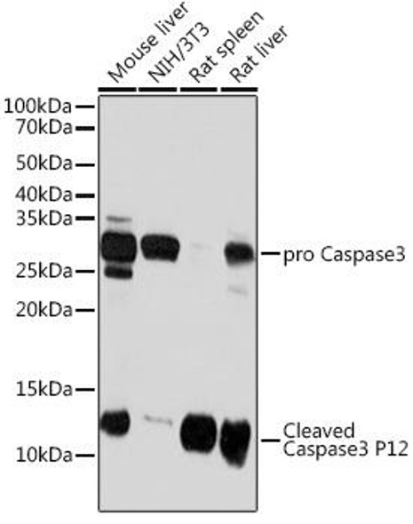 Cell Death Antibodies 2 Anti-Caspase-3 p12 Antibody CAB19664