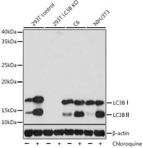 KO Validated Antibodies 2 Anti-LC3B Antibody KO Validated CAB19665