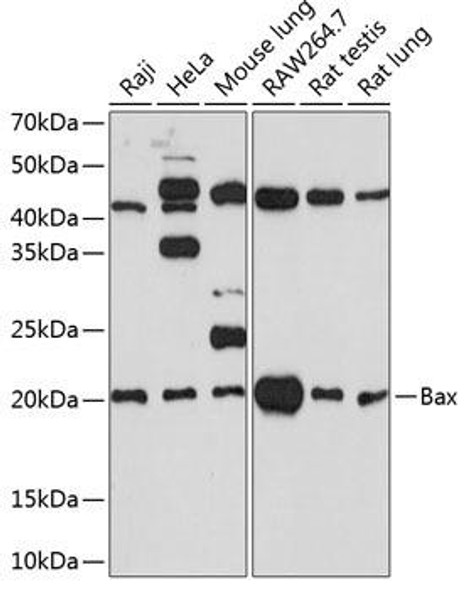 KO Validated Antibodies 2 Anti-Bax Antibody KO Validated CAB19684