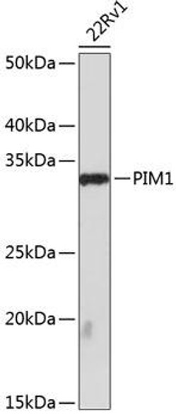 Cell Death Antibodies 2 Anti-PIM1 Antibody CAB19695