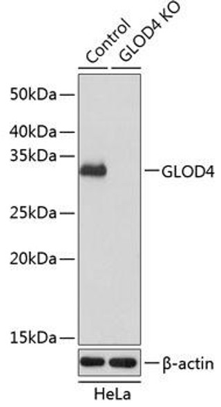 KO Validated Antibodies 2 Anti-GLOD4 Antibody CAB19849KO Validated