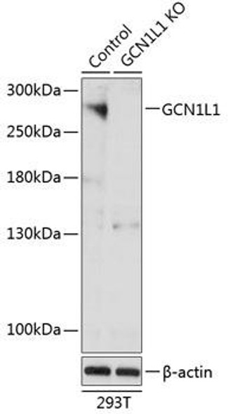 KO Validated Antibodies 2 Anti-GCN1L1 Antibody CAB19851KO Validated