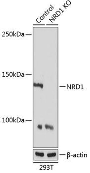 KO Validated Antibodies 2 Anti-NRD1 Antibody CAB19857KO Validated