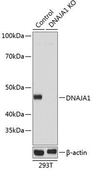 KO Validated Antibodies 2 Anti-DNAJA1 Antibody CAB19865KO Validated