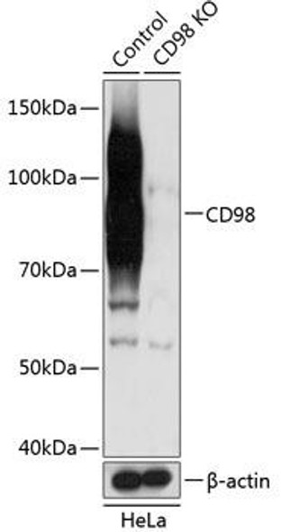 KO Validated Antibodies 2 Anti-CD98 Antibody CAB19880KO Validated