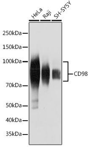 KO Validated Antibodies 2 Anti-CD98 Antibody CAB19880KO Validated