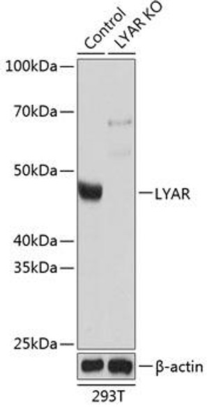 KO Validated Antibodies 2 Anti-LYAR Antibody CAB19900KO Validated