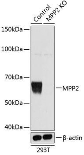 KO Validated Antibodies 2 Anti-MPP2 Antibody CAB19909KO Validated