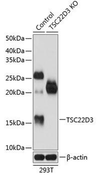 KO Validated Antibodies 2 Anti-TSC22D3 Antibody CAB19911KO Validated