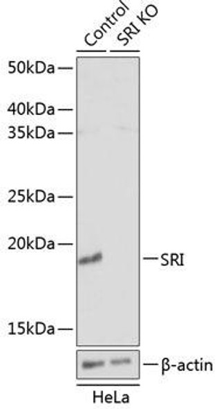 KO Validated Antibodies 2 Anti-SRI Antibody CAB19921KO Validated