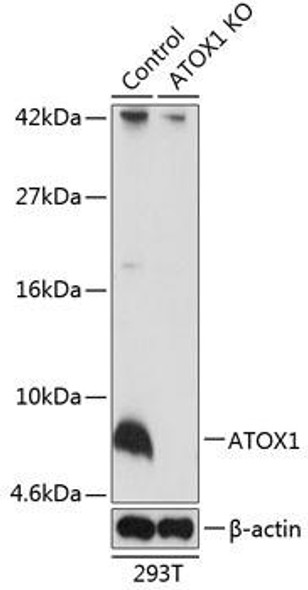 KO Validated Antibodies 2 Anti-ATOX1 Antibody CAB19925KO Validated