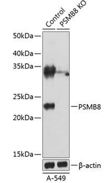 KO Validated Antibodies 2 Anti-PSMB8 Antibody CAB19933KO Validated