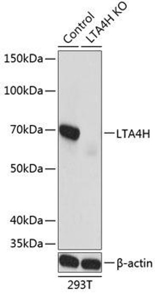 KO Validated Antibodies 2 Anti-LTA4H Antibody CAB19939KO Validated