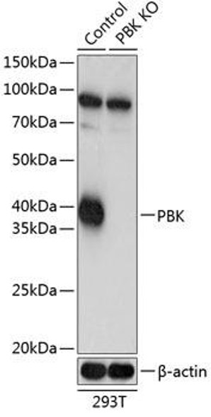 KO Validated Antibodies 2 Anti-SPK Antibody CAB19947KO Validated