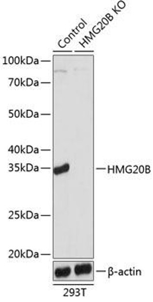 KO Validated Antibodies 2 Anti-HMG20B Antibody CAB19951KO Validated