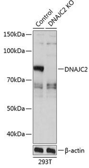 KO Validated Antibodies 2 Anti-DNAJC2 Antibody CAB19954KO Validated