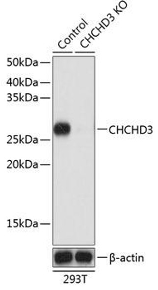 KO Validated Antibodies 2 Anti-CHCHD3 Antibody CAB19959KO Validated