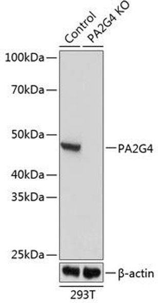 KO Validated Antibodies 2 Anti-PA2G4 Antibody CAB19972KO Validated