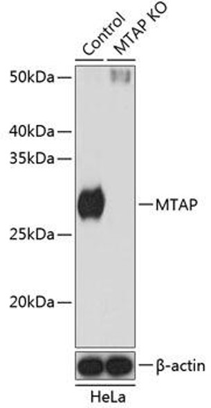 KO Validated Antibodies 2 Anti-MTAP Antibody CAB19981KO Validated