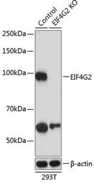 KO Validated Antibodies 2 Anti-EIF4G2 Antibody CAB19990KO Validated