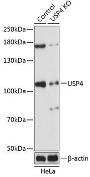 KO Validated Antibodies 2 Anti-USP4 Antibody CAB20005KO Validated