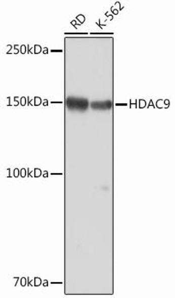Epigenetics and Nuclear Signaling Antibodies 5 Anti-HDAC9 Antibody CAB2226
