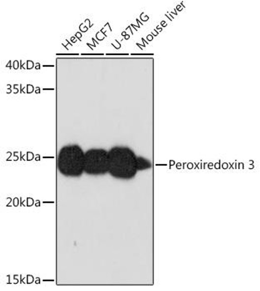 Cell Biology Antibodies 17 Anti-Peroxiredoxin 3 Antibody CAB2398