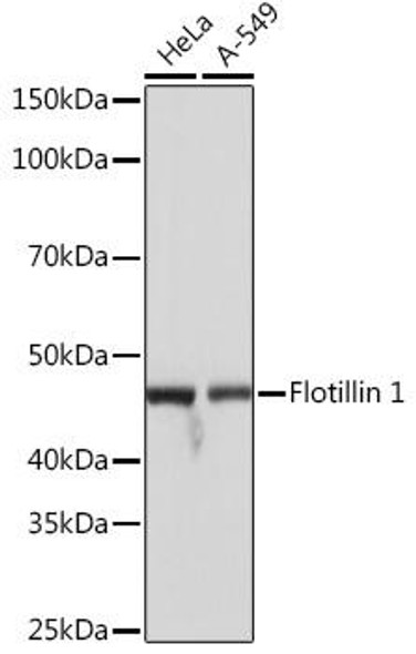 Cell Biology Antibodies 17 Anti-Flotillin 1 Antibody CAB3023