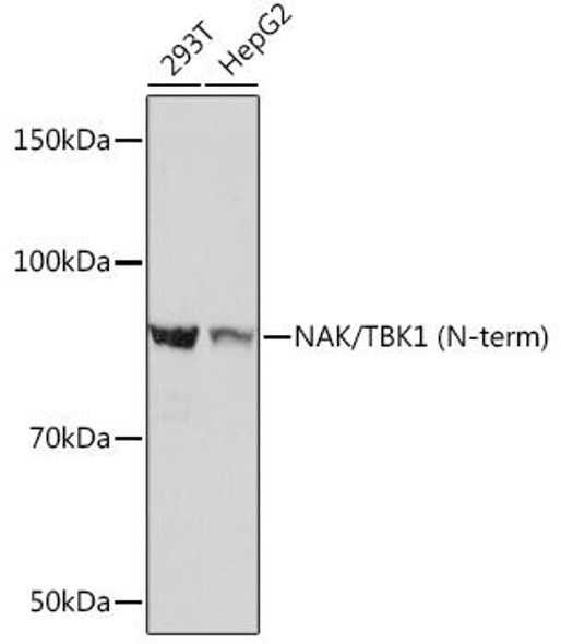 Immunology Antibodies 3 Anti-NAK/TBK1 N-term Antibody CAB3458