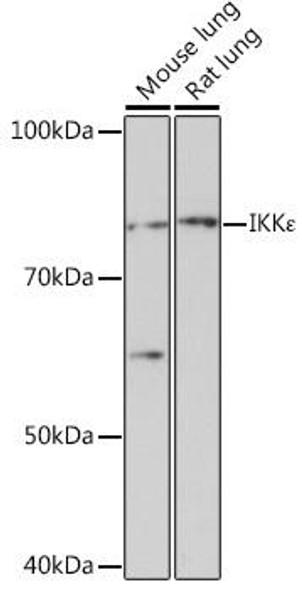 Epigenetics and Nuclear Signaling Antibodies 5 Anti-IKKEpsilon Antibody CAB3463
