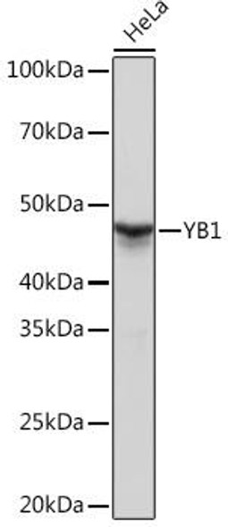 Epigenetics and Nuclear Signaling Antibodies 5 Anti-YB1 Antibody CAB3534