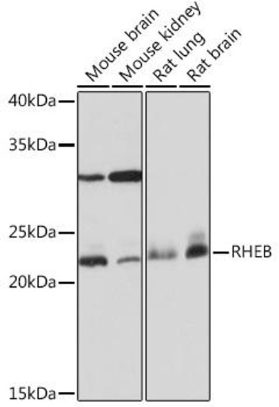 Cell Biology Antibodies 17 Anti-RHEB Antibody CAB3702