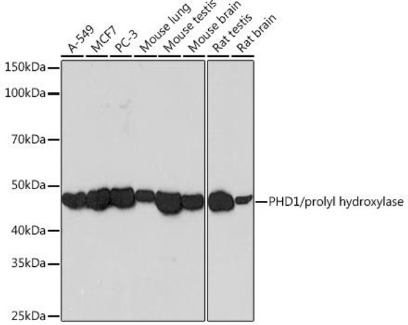 Cell Biology Antibodies 17 Anti-PHD1/prolyl hydroxylase Antibody CAB3730