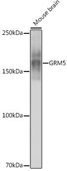Cell Biology Antibodies 17 Anti-GRM5 Antibody CAB3758