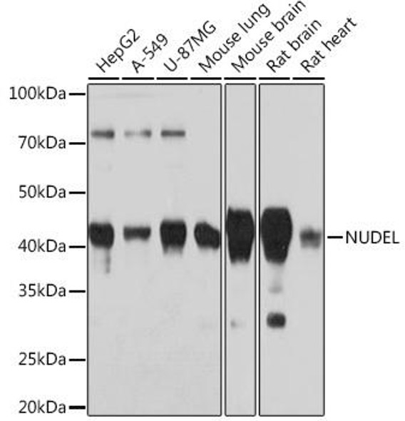 Developmental Biology Anti-NUDEL Antibody CAB3799