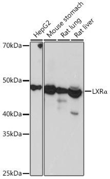 Epigenetics and Nuclear Signaling Antibodies 5 Anti-LXRAlpha Antibody CAB3974