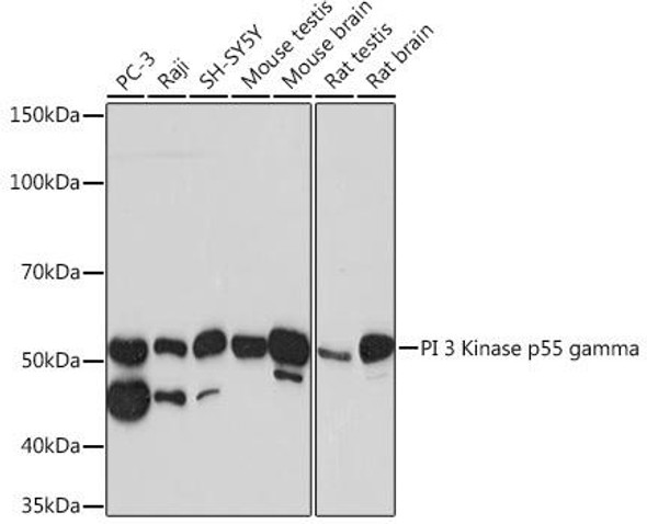 Cell Biology Antibodies 17 Anti-PI 3 Kinase p55 gamma Antibody CAB3980