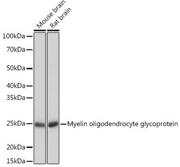 Cell Biology Antibodies 17 Anti-Myelin oligodendrocyte glycoprotein Antibody CAB3992