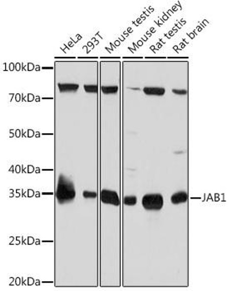 Cell Biology Antibodies 17 Anti-JAB1 Antibody CAB4087