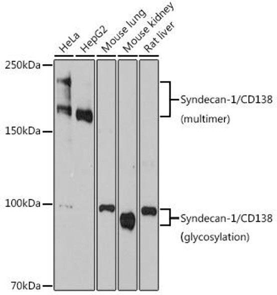 Cell Biology Antibodies 17 Anti-Syndecan-1/CD138 Antibody CAB4174