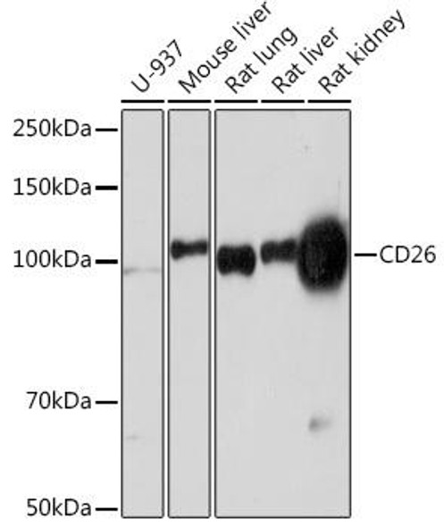 Cell Biology Antibodies 17 Anti-CD26 Antibody CAB4252