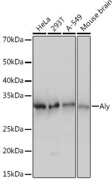 Immunology Antibodies 3 Anti-Aly Antibody CAB4298