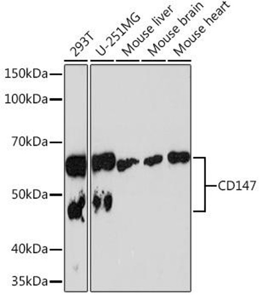 Cell Biology Antibodies 17 Anti-CD147 Antibody CAB4310