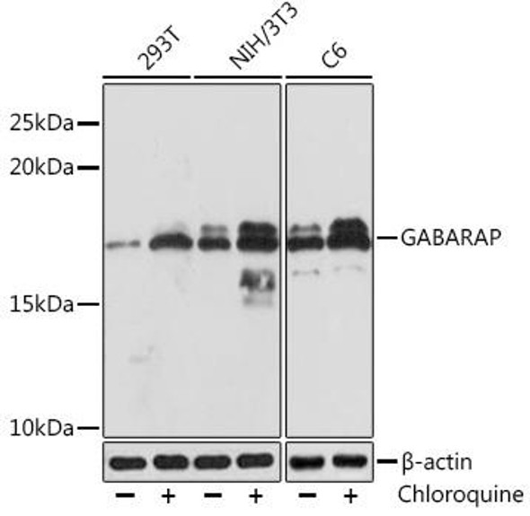 Cell Death Antibodies 2 Anti-GABARAP Antibody CAB4335