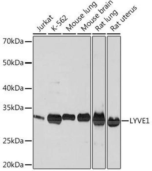 Signal Transduction Antibodies 3 Anti-LYVE1 Antibody CAB4352