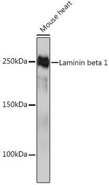 Cell Biology Antibodies 17 Anti-Laminin beta 1 Antibody CAB4373